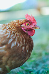 Une poule rousse