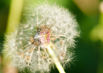 white dandelion large blanc grows in nature