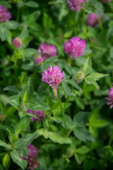 Fototapeta premium natural background with pale pink flowers of the clover plant