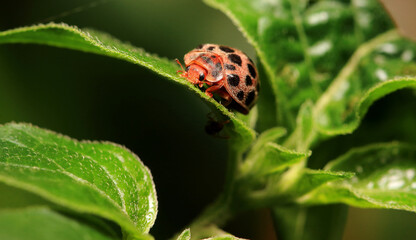 Front Face of Ladybug (Epilachna Yasutomii)