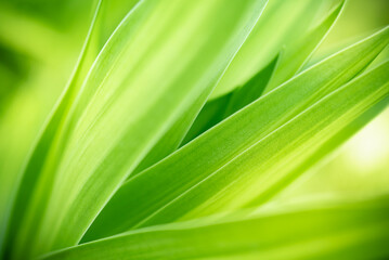 Nature view of green leaf in garden Natural green leaves plants in summer using as spring background cover page greenery environment ecology Global Warming Save World Save Planet Humanity Wallpaper