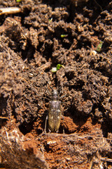 a large mustachioed beetle successfully disguises itself in loosened soil