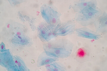 Characteristics of anatomy and Histological sample Squamous epithelial cells under microscope, Human and isolated Cell.
