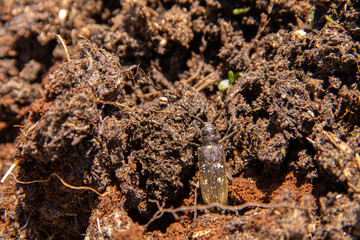 a large mustachioed beetle successfully disguises itself in loosened soil