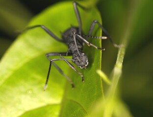 Front View of Ant (Polyrhachis Abdominalis) on The Leaves