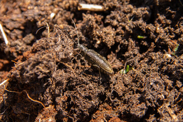 a large mustachioed beetle successfully disguises itself in loosened soil
