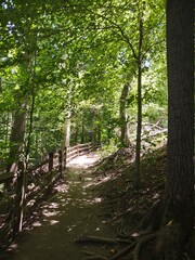 Obraz premium path in the forest