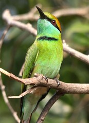 Front View of Bee Eater on The Tree