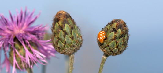 Little orange beetle sits on green bud. Macro. Blue background. Banner.