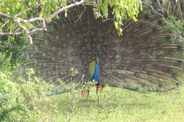 Front View of Courtship Behavior for Wild Peafowl