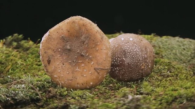 Amanita phalloides, Amanita muscaria is a mushroom of the genus Amanita of the Amanitaceae family.