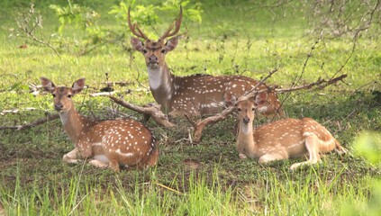 Family of Deers with Rain Forest