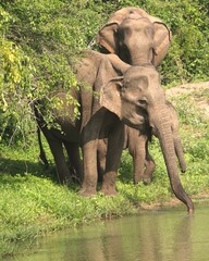 Family of Wild Elephants with Riverside