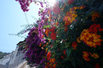 Fototapeta na wymiar colorful flowers in garden close up shot