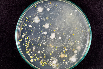 Backgrounds of Characteristics and Different shaped Colony of Bacteria and Mold growing on agar plates from Soil samples for education in Microbiology laboratory.
