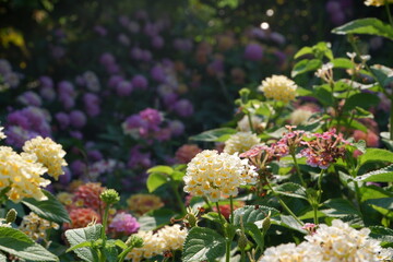 colorful flowers in garden close up shot