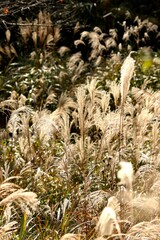 Fields of Silver Grasses under Sunlight