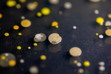 Backgrounds of Characteristics and Different shaped Colony of Bacteria and Mold growing on agar plates from Soil samples for education in Microbiology laboratory.
