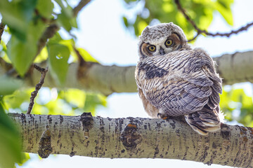 Young great horned owlet sitting on tree branch looking towards camera