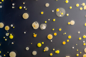 Backgrounds of Characteristics and Different shaped Colony of Bacteria and Mold growing on agar plates from Soil samples for education in Microbiology laboratory.
