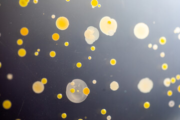 Fototapeta premium Backgrounds of Characteristics and Different shaped Colony of Bacteria and Mold growing on agar plates from Soil samples for education in Microbiology laboratory. 