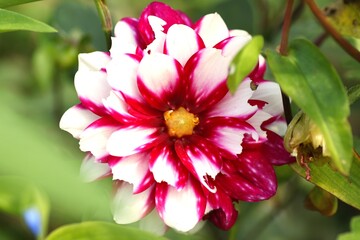 Flower with White and Red on The Plant