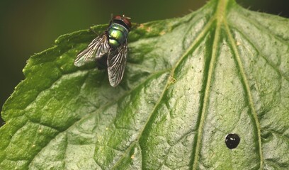 Fly (Lucilia Silvarum) on The Leaves