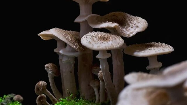 Amanita phalloides, Amanita muscaria is a mushroom of the genus Amanita of the Amanitaceae family. (time-lapse)