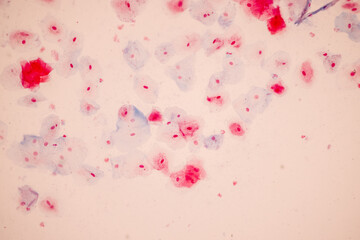 Characteristics of anatomy and Histological sample Squamous epithelial cells under microscope, Human and isolated Cell.
