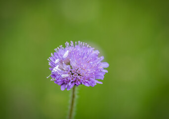 Beautiful violet flower on green blurred background