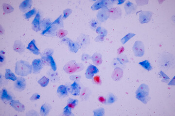 Fototapeta na wymiar Characteristics of anatomy and Histological sample Squamous epithelial cells under microscope, Human and isolated Cell. 