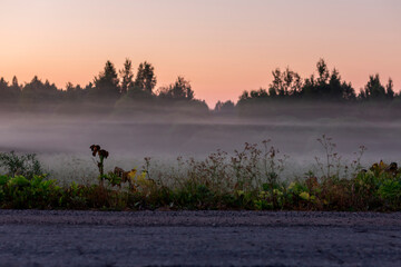 Obraz na płótnie Canvas Plants growing on the edge of the road going through the misty landscape.