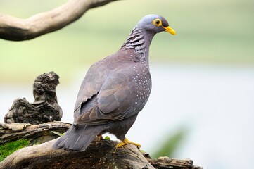 RAMERON PIGEON (Arquatrix columba) 