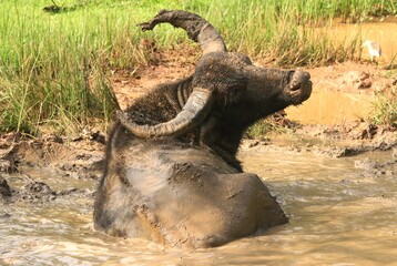 Face to Face Against Buffalo in The Mud Water