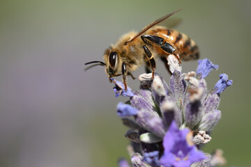 abeille