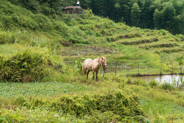 cows in a meadow