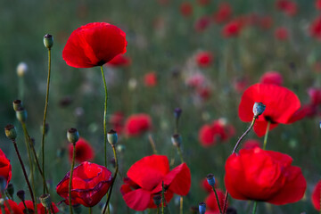 Obraz premium Flowers Red poppies blossom on wild field. Beautiful field red poppies with selective focus