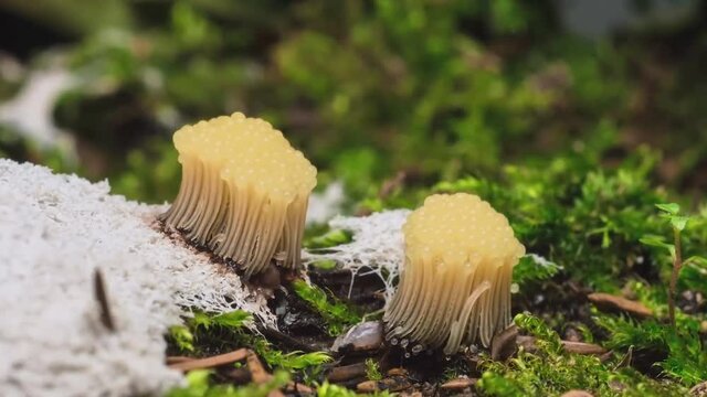 Slime mold mycetozoa (Stemonitis fusca) in the forest (time-lapse)