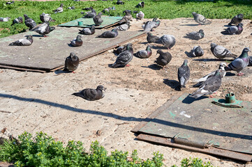 A flock of pigeons sits on a concrete slab