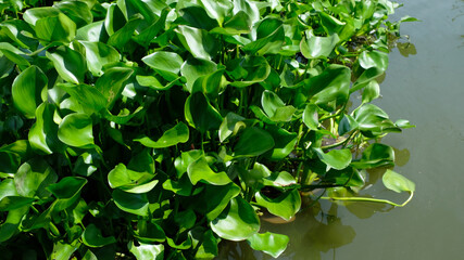 water hyacinth