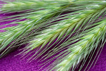 close-up green couch grass detail