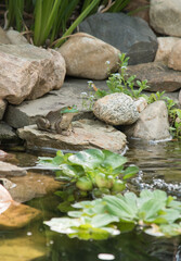 Naklejka na ściany i meble A bullfrog surveys a pond in a backyard DIY water feature.