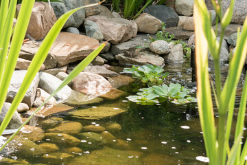 A frog finds a home in a backyard water feature. 