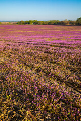 Fototapeta na wymiar Purple deadnettle and henbit flowering in Spring in corn and soybean fields. Pink flowers. Nebraska landscape.