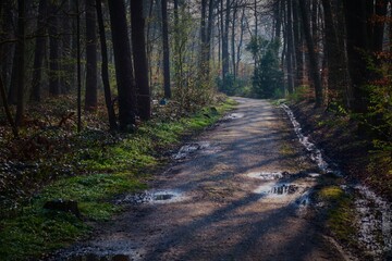 Weg durch Heeper Fichten Bielefeld