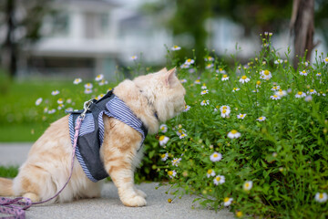 Persian cat yellow sits in the garden and smells flowers. sunny in the summer