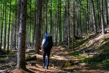 Obraz premium 林を抜ける