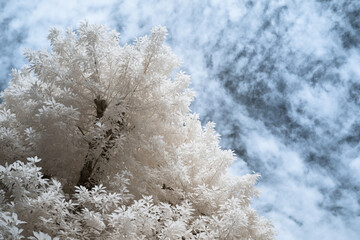 赤外線カメラで撮影した非現実的な風景写真