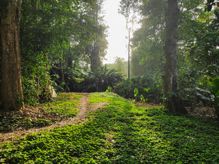 Fototapeta premium A road running through a tropical forest or plantation surrounded by trees and lush foliage catching the early morning sun