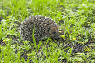 Forest hedgehog in the clearing. A spiky ball on a walk among the green foliage.